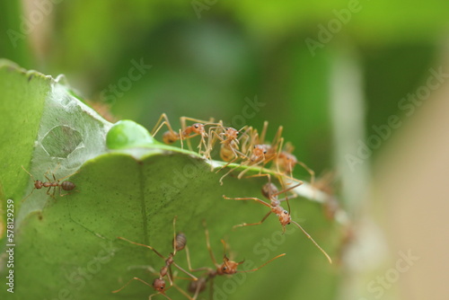 red ants, a flock of red ants working together to make a nest
