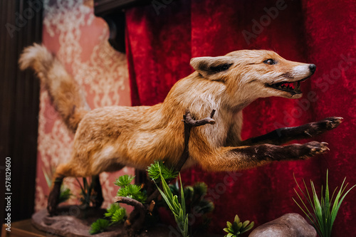 Slika na platnu An orange, red-haired, wild fox, a stuffed animal of a running killed predator by a hunter in an interior, a museum