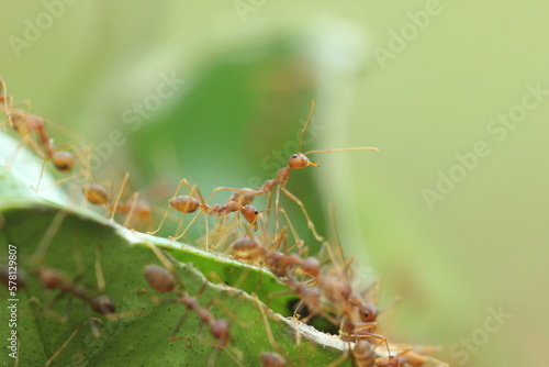 red ants, red ants who are standing among their friends