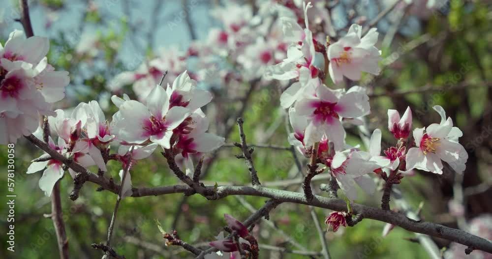 Spring season scene with pink blossom. Beautiful nature with blooming apricot tree at sunny day in springtime. Close-up of flowers in orchard. Spring season scene with pink blossom. Beautiful nature with blooming apricot tree at sunny day in springtime. Close-up of flowers in orchard.