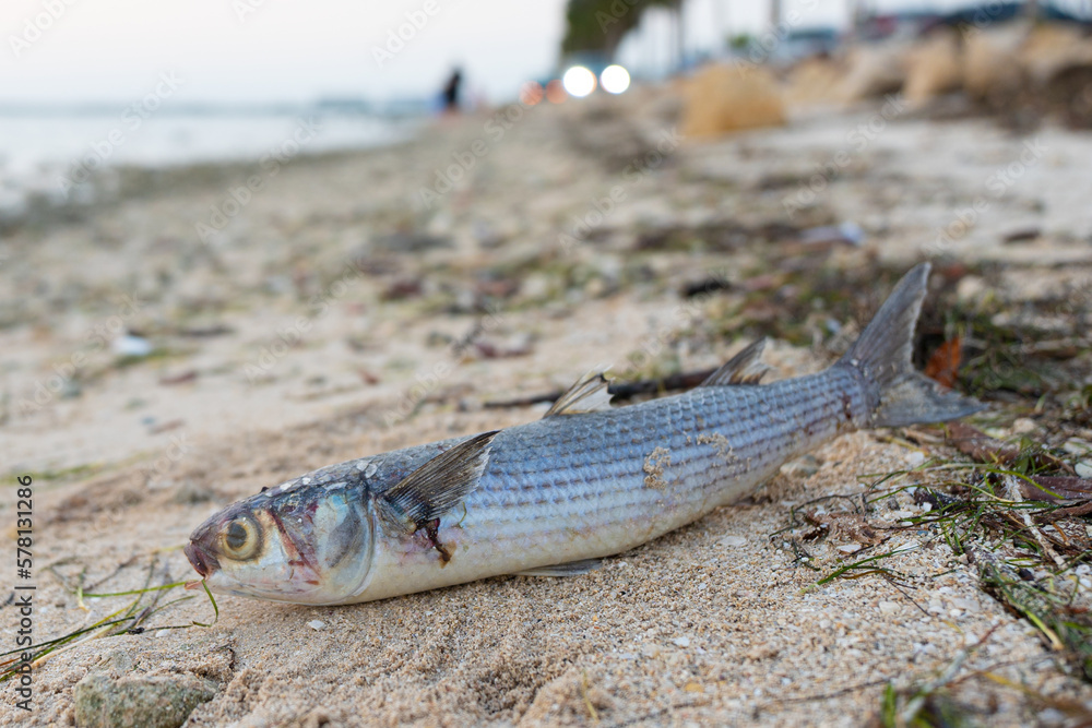 Red Tide. Dead fish on the Gulf of Mexico. Florida natural disaster. Bad smell, rotten, putrid