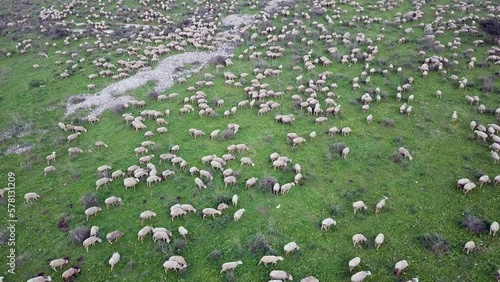 Sheep Farm. Herd of white sheep grazing in a Green landscape.