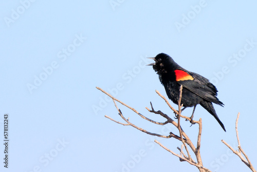 Red Winged Black Bird in rural Illinois singing.