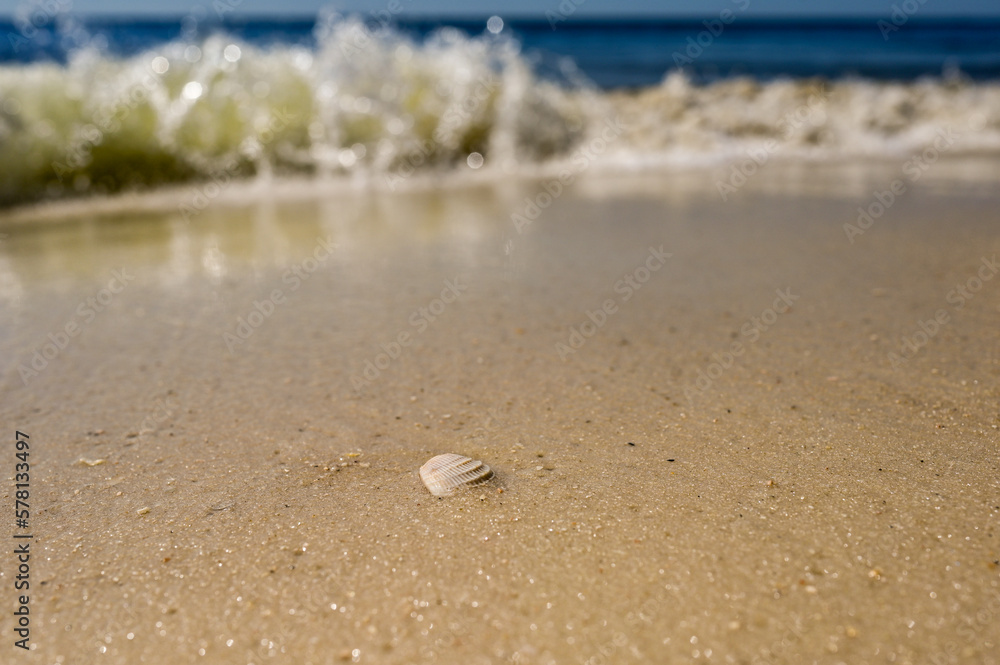 Cross Barred Venus shell washed up on a beach Cross Barred Venus shell washed up on a beach