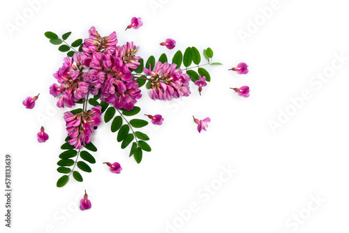 Pink flowers robinia ( Robinia hispida, bristly locust ) on white background. Top view, flat lay photo