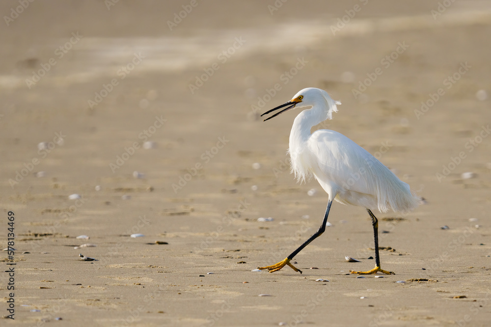 White heron or Little egret, or Egretta garzetta, walking on the beach White heron or Little egret, or Egretta garzetta, walking on the beach