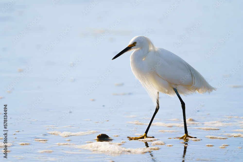 White heron or Little egret, or Egretta garzetta, walking on the beach with blue sea in the background White heron or Little egret, or Egretta garzetta, walking on the beach with blue sea in the background