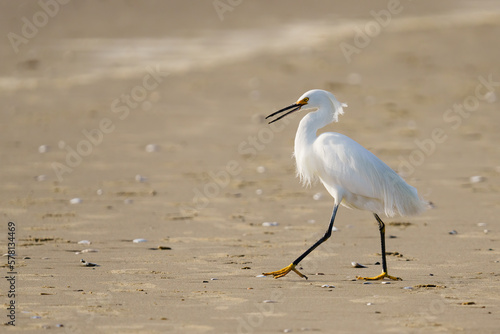 White heron or Little egret, or Egretta garzetta, walking on the beach © Hanna Tor