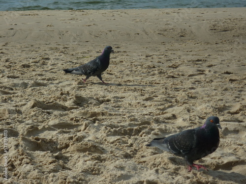 Pigeon walks like a king through beach  photo