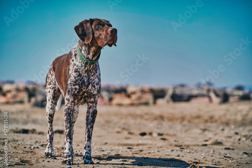 Perro de raza braco en la playa en un día soleado con cielo azul