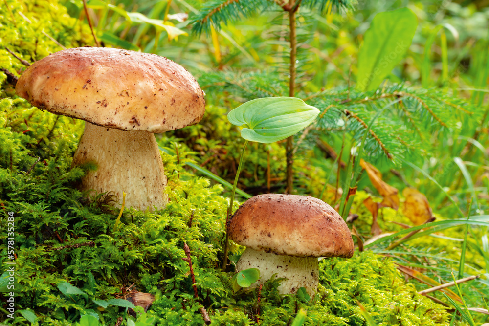 porcini mushroom, Boletus mushroom, ceps growing in forest. Wild mushroom growing in forest. Ukraine. porcini mushroom, Boletus mushroom, ceps growing in forest. Wild mushroom growing in forest. Ukraine.