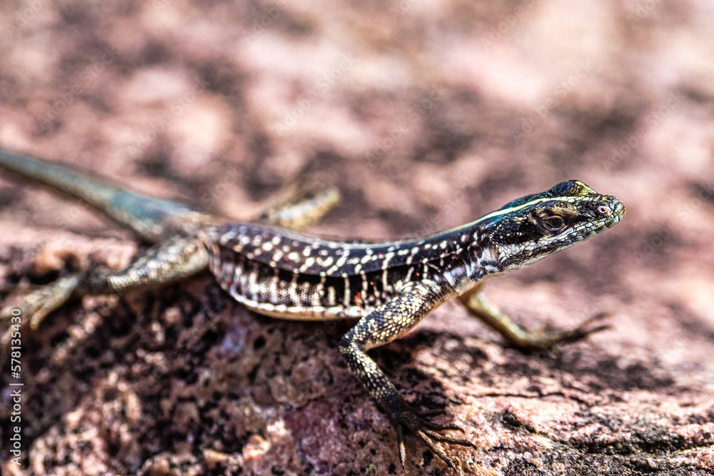 Lizard at the Buracao waterfall, Ibicoara, Chapada Diamantina in Bahia, Brazil Lizard at the Buracao waterfall, Ibicoara, Chapada Diamantina in Bahia, Brazil