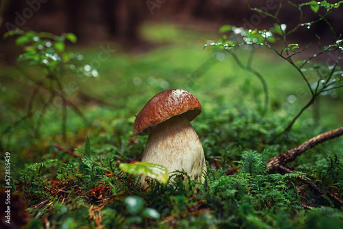 porcini mushroom, Boletus mushroom, ceps growing in forest. Wild mushroom growing in forest. Ukraine. photo