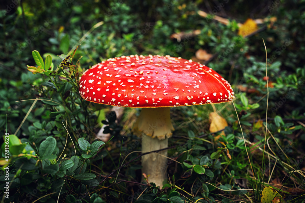 Fly agaric or fly amanita mushroom (Amanita muscaria). Muscimol mushroom. Wild mushroom growing in forest. Ukraine. Fly agaric or fly amanita mushroom (Amanita muscaria). Muscimol mushroom. Wild mushroom growing in forest. Ukraine.