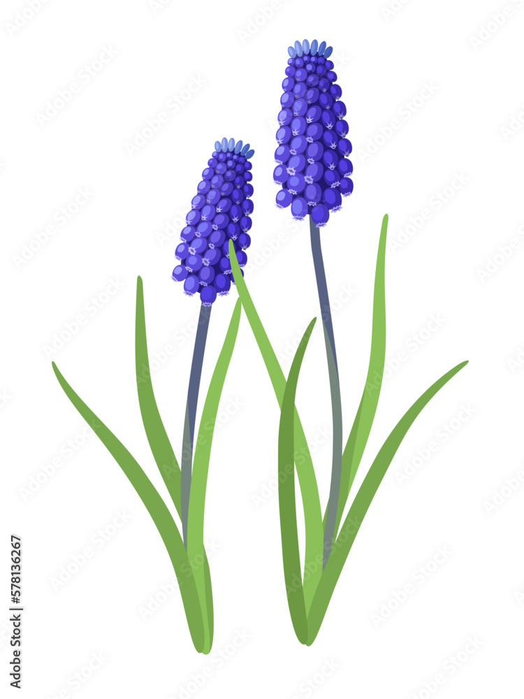 Fototapeta premium Vector illustration, Muscari Bulbs or muscari, isolated on white background.