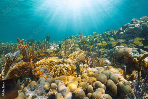 Fototapeta Naklejka Na Ścianę i Meble -  Sunlight underwater in a coral reef with tropical fish, Caribbean sea, Mexico