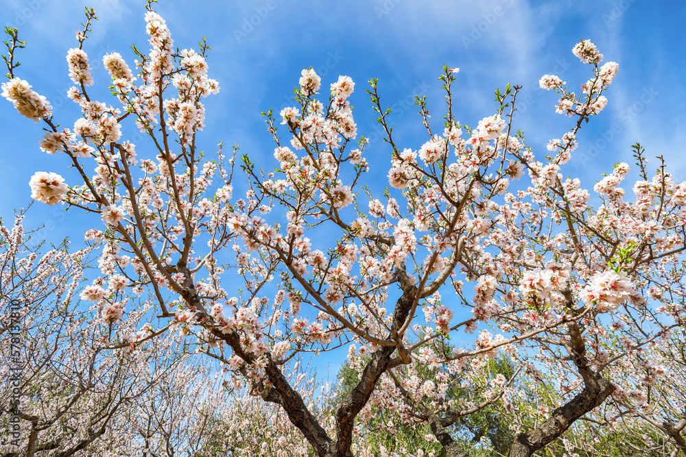 Beautiful white almond flowers on almond tree branch in spring Italian garden, Sicilia.