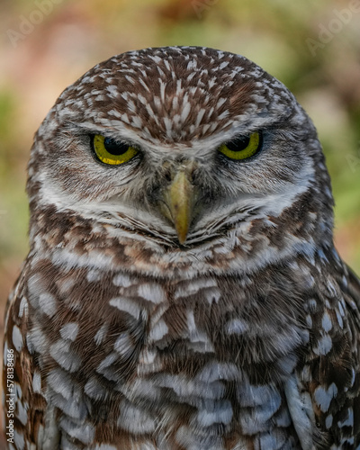 Florida burrowing owl