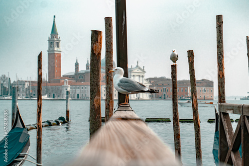 Gaviota posada en Venecia