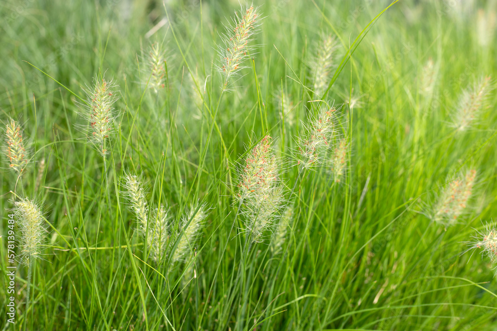 Fountain grass or pennisetum alopecuroides