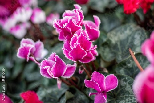 Violeta de los alpes rosas