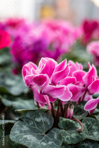 Violeta de los alpes rosas