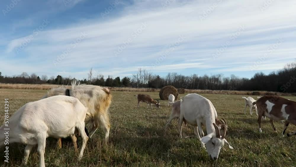 Dairy goats on a small farm in Ontario, Canada. Small scale farming and agriculture in North America. Saanan and Alpine goats in a barnyard. Dairy goats on a small farm in Ontario, Canada. Small scale farming and agriculture in North America. Saanan and Alpine goats in a barnyard.