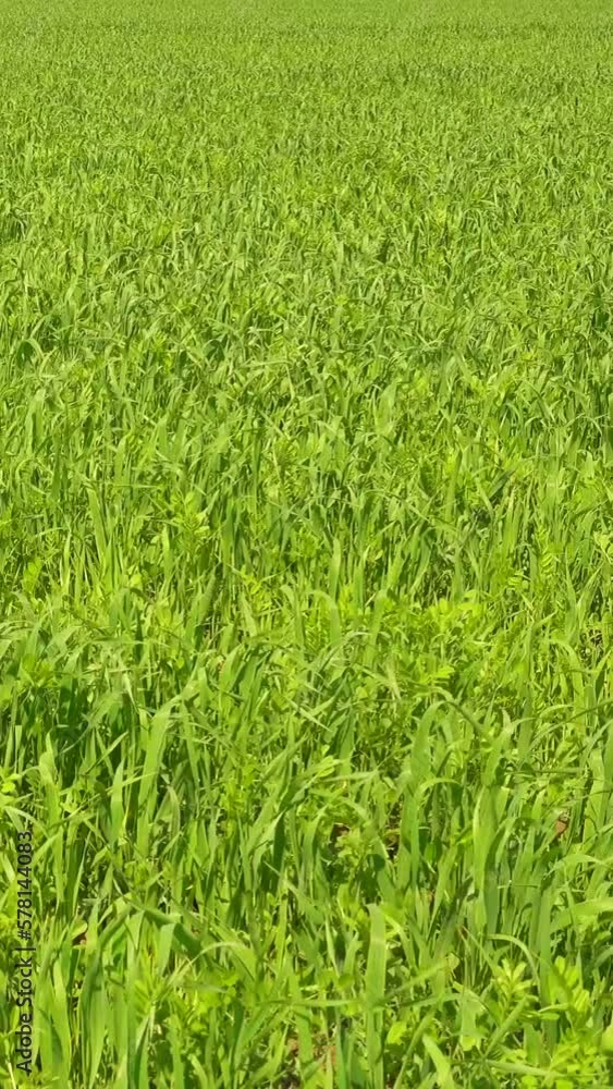Vertical video of green grass field, agricultural meadow Vertical video of green grass field, agricultural meadow