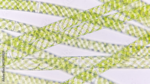 Spirogyra, a filamentous freshwater green algae with spiral arrangement of the chloroplasts photo
