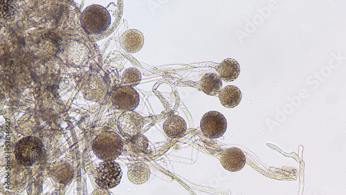 Foto Rhizopus oryzae, a filamentous heterothallic microfungus