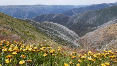View of yellow alpine flowers with rolling hills and mountains in background, australian victorian alpine high country at mount feathertop photo