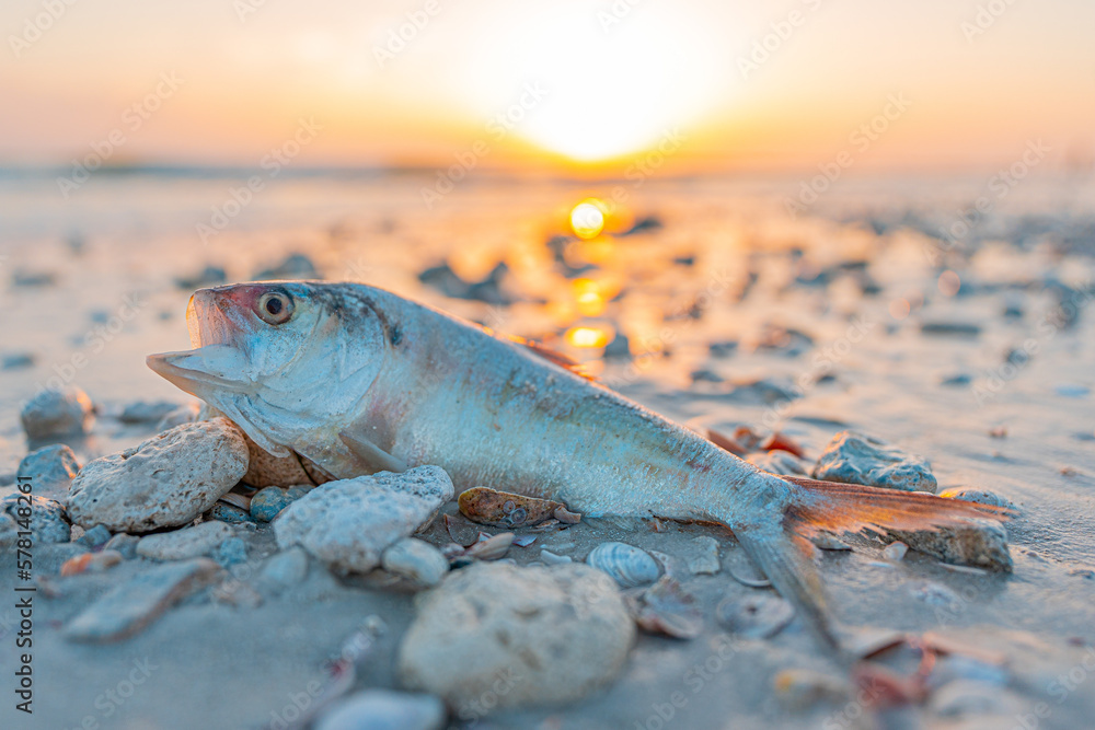 Red Tide. Dead fish on the beach Gulf of Mexico. Florida natural disaster. Stinky or bad, rotten, putrid smell on the ocean beach or shore. Dangerous Red Tide for people and animals. Florida news - obrazy, fototapety, plakaty 