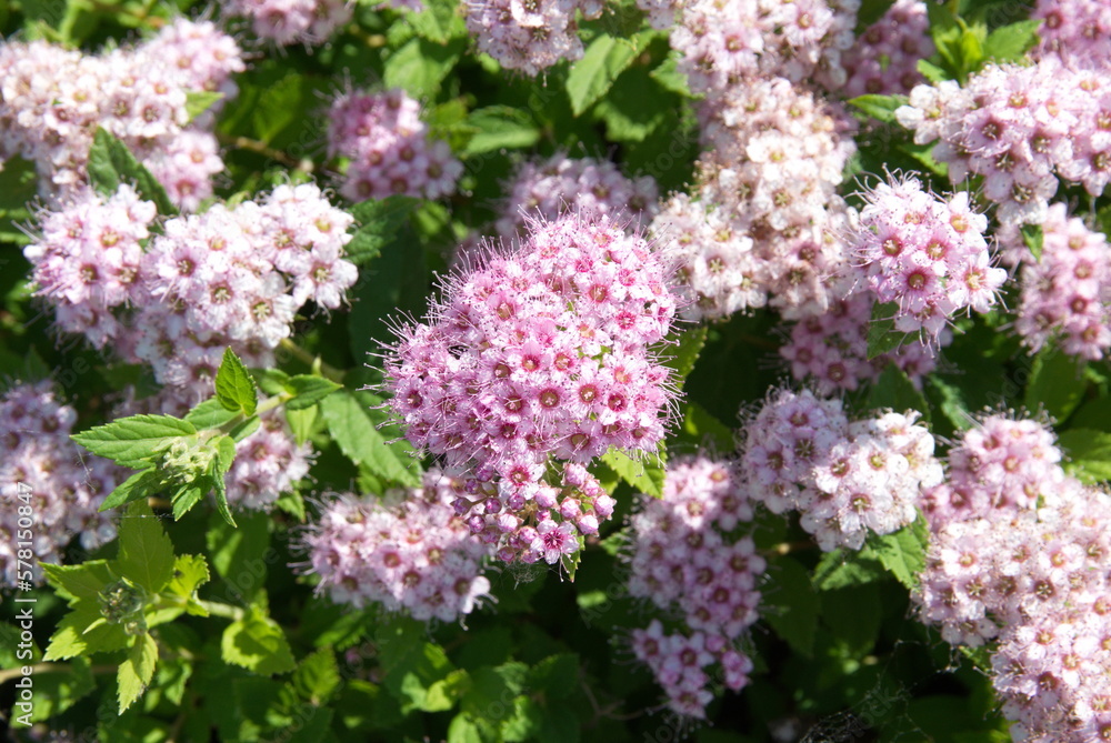Blossom of Spiraea, spirea, meadowsweets or steeplebushes, ornamental bush plant with pink flowers Blossom of Spiraea, spirea, meadowsweets or steeplebushes, ornamental bush plant with pink flowers