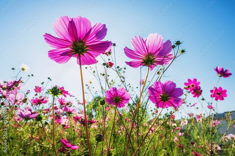 poppy flower pink and white in spring garden poppy flower pink and white in spring garden