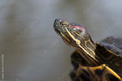 Water turtle on stone at lake, close-up macro, water tortoise