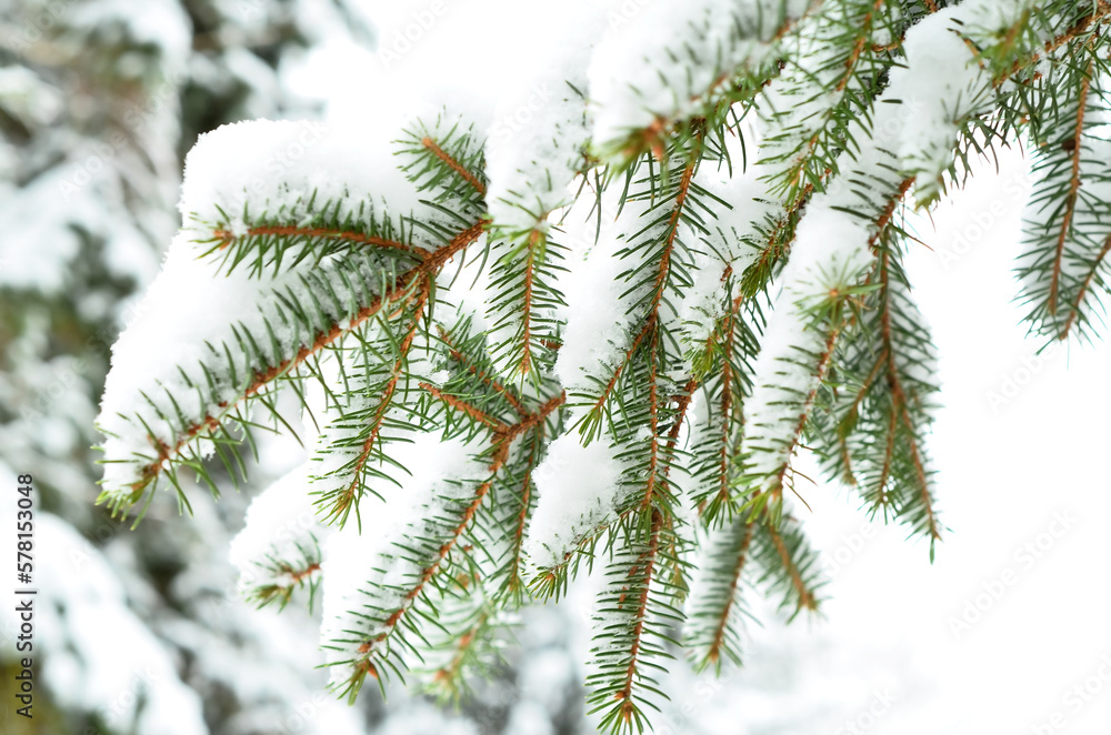 Fir tree branches covered with snow in forest on winter day, closeup