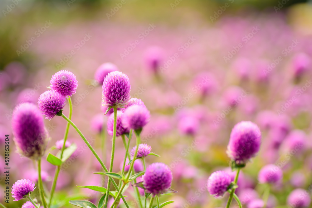 Close up of beautiful pink flower blooming in garden in spring nature background Close up of beautiful pink flower blooming in garden in spring nature background