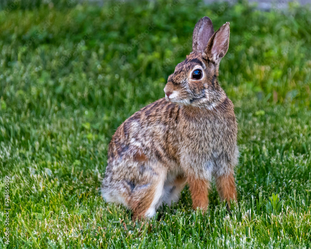 adorable bunny rabbit sitting on green grass Spring time concept, Easter concept adorable bunny rabbit sitting on green grass Spring time concept, Easter concept