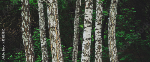 Fototapeta Naklejka Na Ścianę i Meble -  Several parallel birch trees grow on dark forest background. Row from birch trunks among rich vegetation close-up. Natural background from tree trunks near thickets. Minimalist landscape with birches.