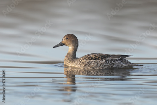 Pintail Duck in reflective water