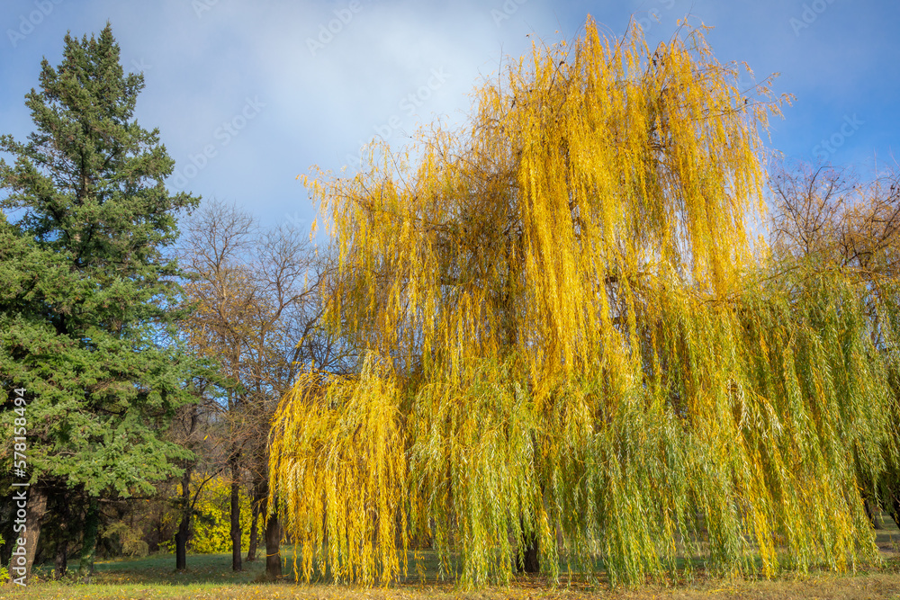 Autumn trees golden landscape, yellow forest in Balkans of Bulgaria