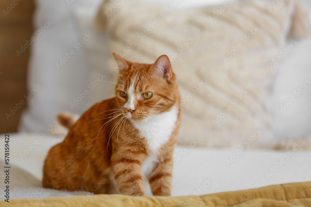 Cute red cat sitting on bed at home, closeup