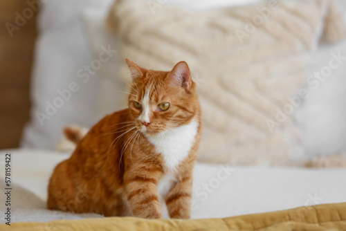 Cute red cat sitting on bed at home, closeup
