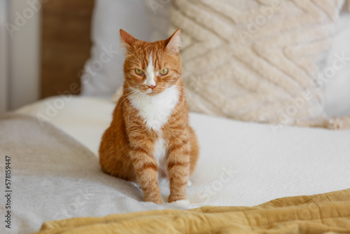 Cute red cat sitting on bed at home © Pixel-Shot