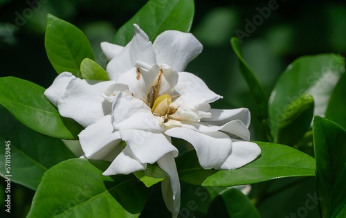 white flower