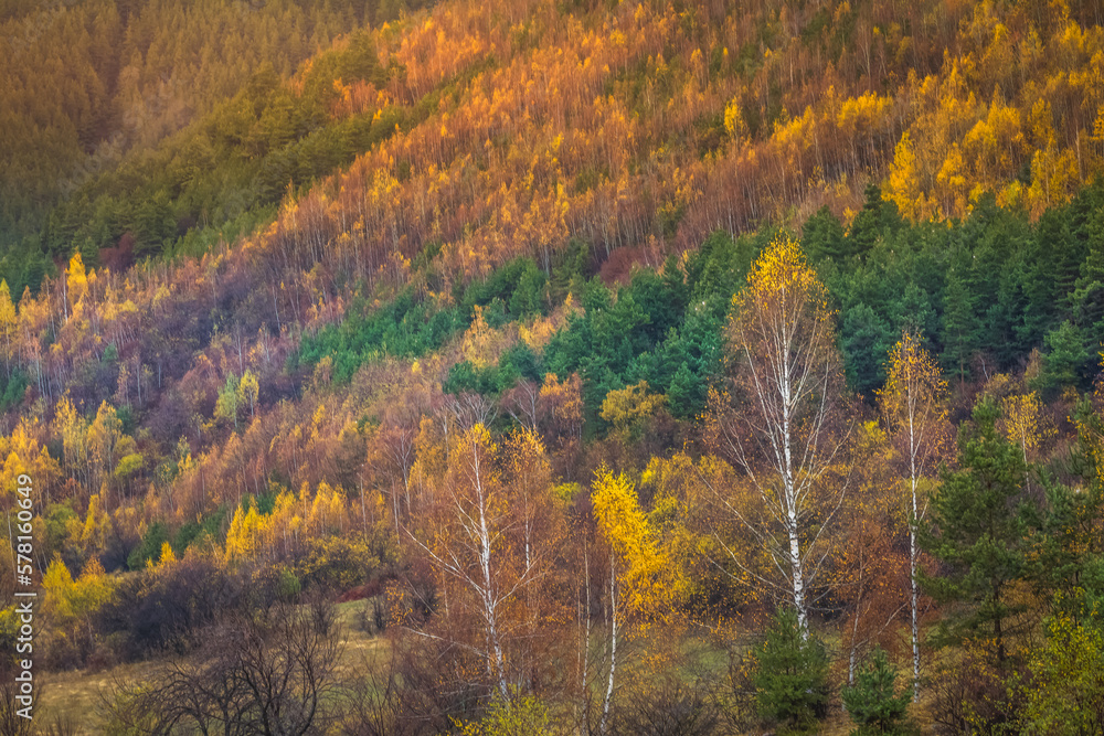 Autumn trees golden landscape, yellow forest in Balkans of Bulgaria