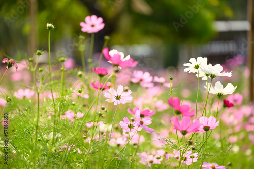 Beautiful cosmos flowers blossom in garden, Flower field in spring season