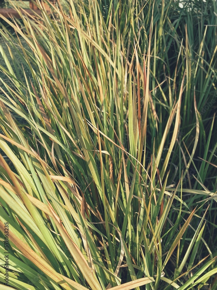 Obraz premium Dried vetiver leaves background or texture