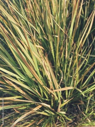 Dried vetiver leaves background or texture