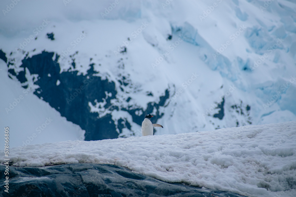 A penguin standing on snow-covered land with the antarctic mountain in the background. A penguin standing on snow-covered land with the antarctic mountain in the background.